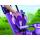 Fisher-Price - Tricicleta 3 in 1 Royal Violet